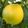 A close-up shot of a bergamot orange, a green-yellow citrus fruit, growing on a tree with green leaves in the background.