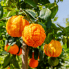 close-up shot of several bitter oranges hanging on a tree branch, with some fruits having a bumpy, rough texture.