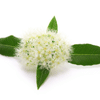 A sprig of lemon myrtle leaves with a fluffy white flower cluster in the center, isolated on a white background.