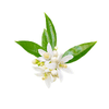 A cluster of white neroli flowers with green leaves, isolated on a white background.
