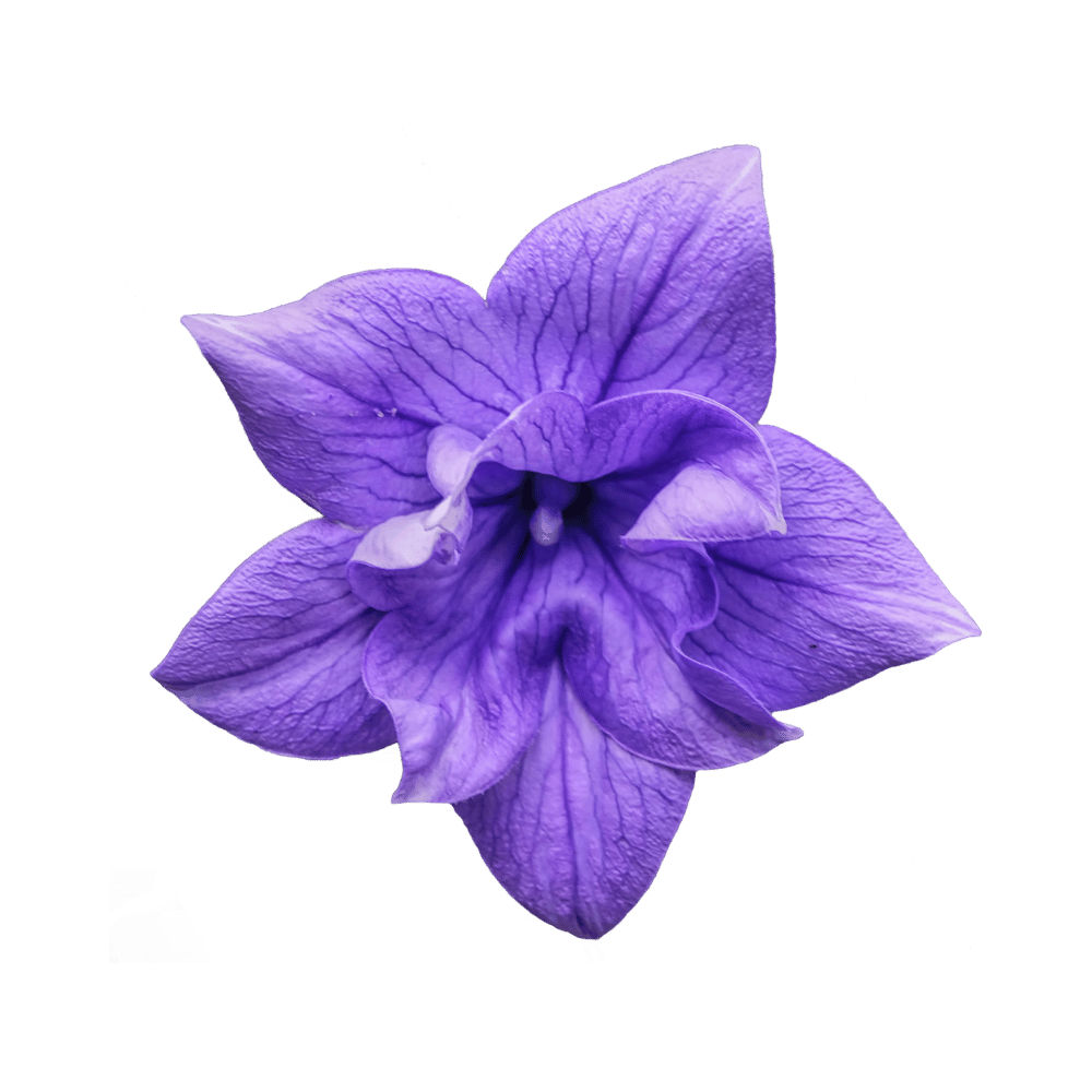 Purple flower with soft violet petals on a transparent background, isolated image.