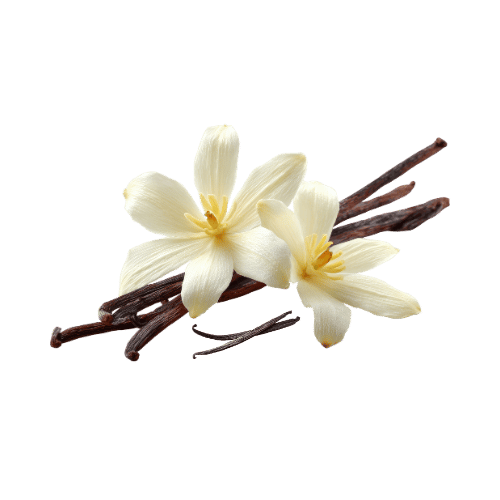 Vanilla orchid flowers and dark pods.